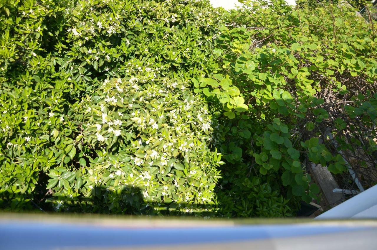 Apartment Jure Trogir Zewnętrze zdjęcie